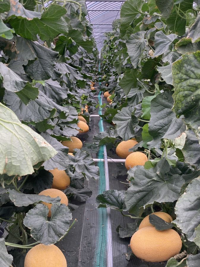 신소득전략작목발굴 황제멜론 재배