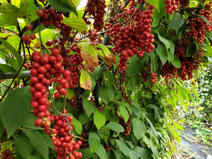 보도 1) 오미자(1)