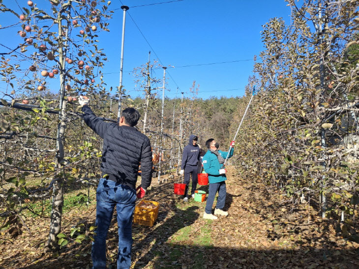 도시건축과, 사과 농가 일손돕기