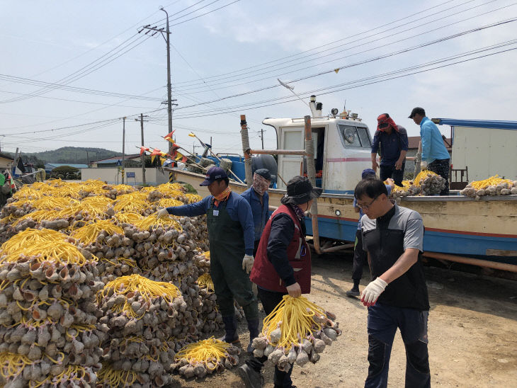 주꾸미 산란장인 피뿔고둥을 배에 옮겨 싣고 있다)