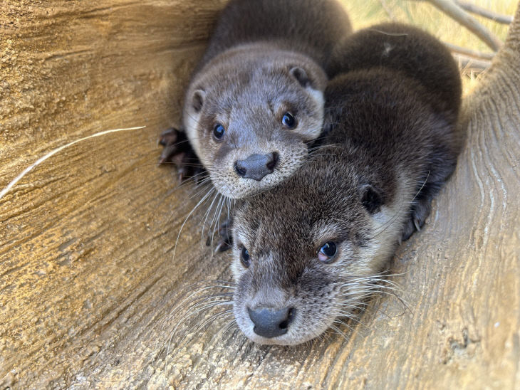 충주아쿠아리움 수달 사진.(충주시 제공)