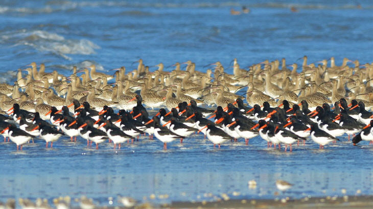 서천갯벌을 찾아 온 검은머리물떼새와 알락꼬리 마도요 무리