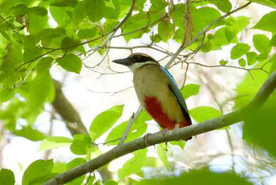 1.백월산 팔색조(천연기념물, 멸종위기 야생생물 2급)