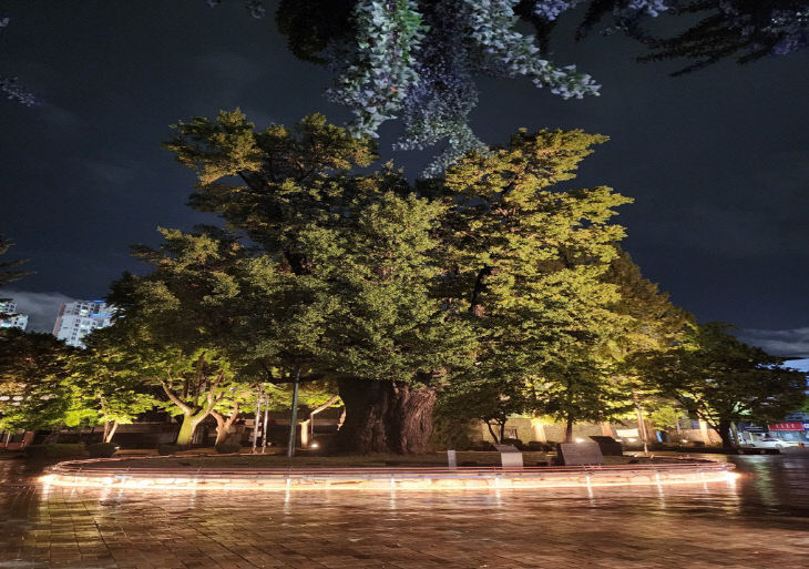 청주 압각수, 천연기념물 지정 예고… (압각수 라인조명)