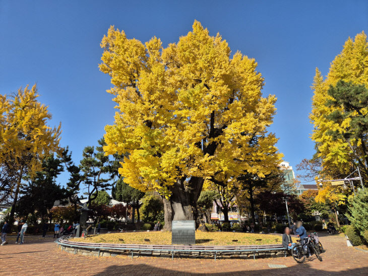 청주 압각수, 천연기념물 지정 예고