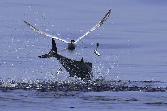 사진 부문 최우수상을 수상한 세 가지 삶의 방식