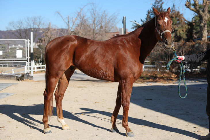 한국마사회, 마니노다지