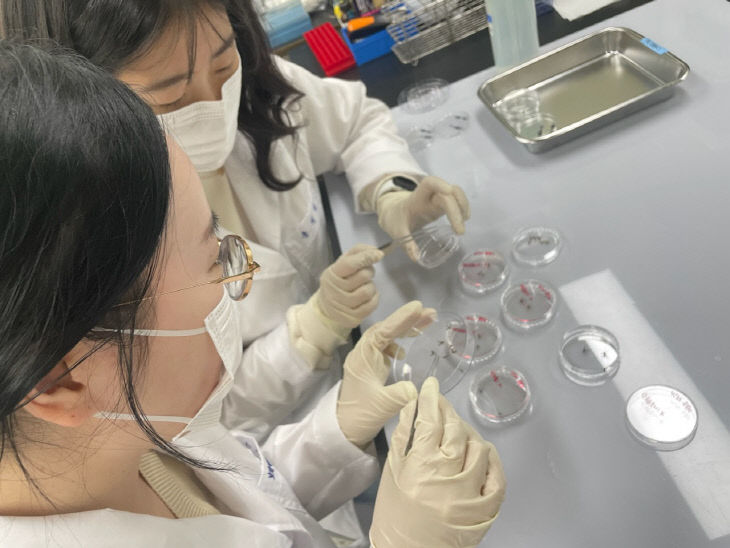 충북보건환경연구원, DMS 채집 모기 분류 동정하는 모습 1