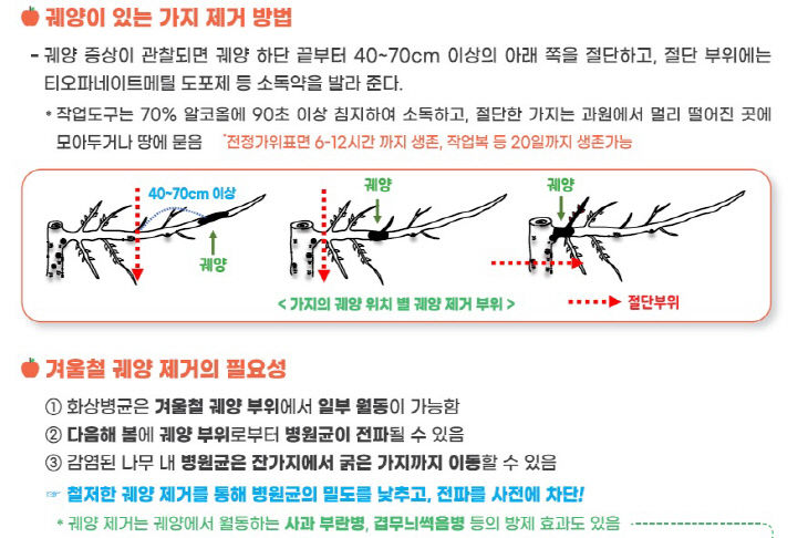 2.과수화상병 의심궤양 예찰 사진