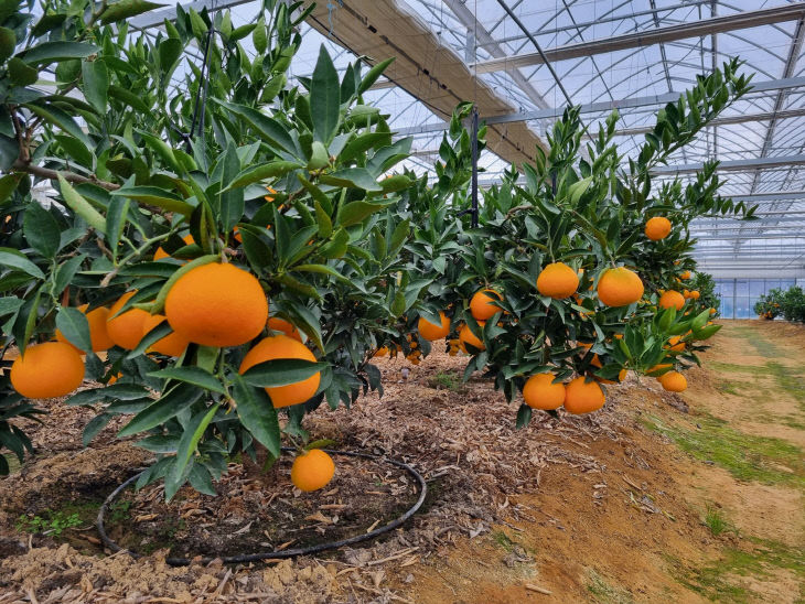 실증시험포 사진