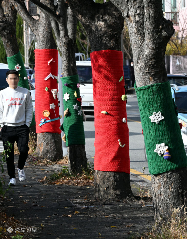 20251208-가로수 겨울나기2