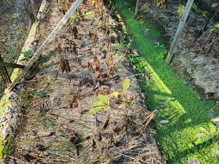 청주시, 농업재해 재난지원금 5억8천만원 지급.