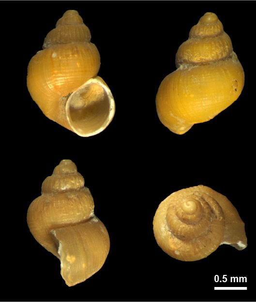 국립해양생물자원관이 동해 심해에서 발견한 노랑배꼽꼬마고둥