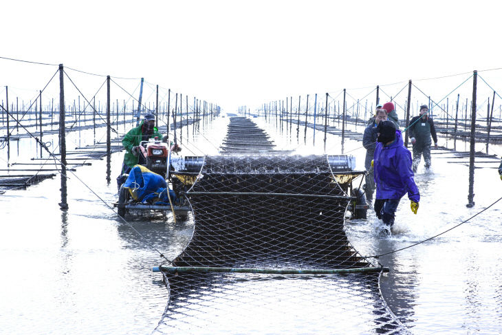 고창 지주식 김 수확사진