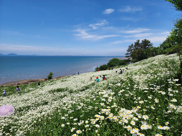 변산마실길 샤스타데이지