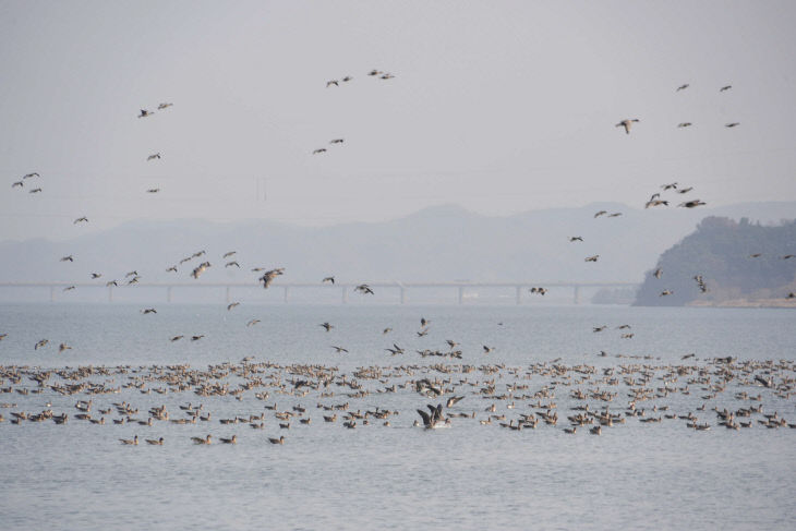 서천 금강하구를 찾아 온 겨울철새 무리
