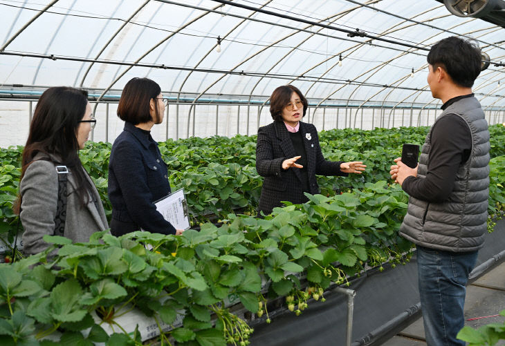 충북농기원, 딸기 무병묘 생산 체계 가동 - 3