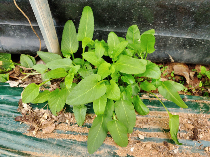 시설수박 병해충 관리, 수확 후 하우스 관리부터