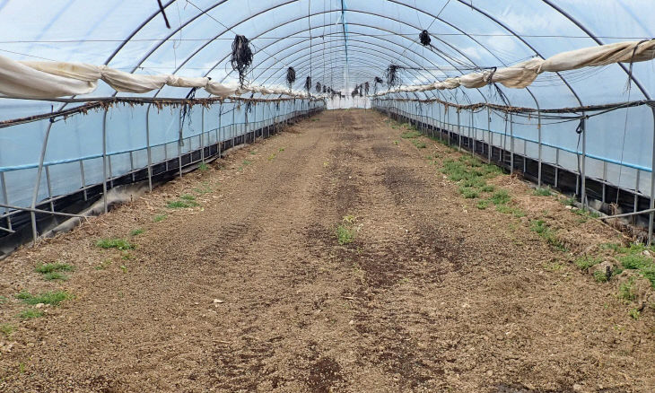 시설수박 병해충 관리, 수확 후 하우스 관리부터