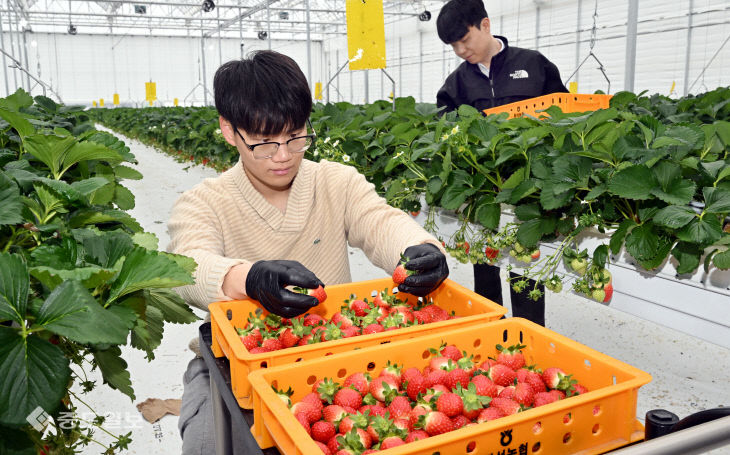 20251216-딸기 수확3