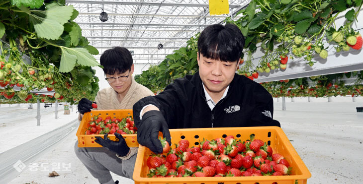 20251216-딸기 수확1