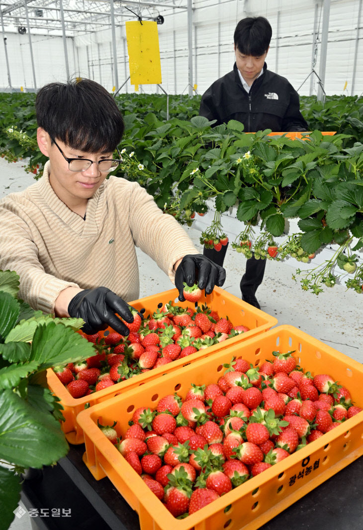 20251216-딸기 수확