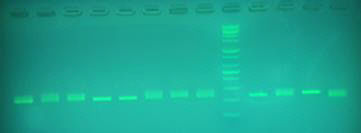 1.황새 개체의 유전자 표식(microsatellite) 분석 모습 (1)