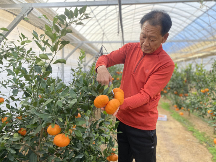 아열대작물 소득화 시범사업으로 레드향 수확