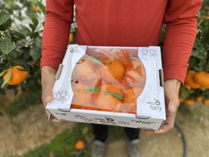 아열대작물 소득화 시범사업으로 레드향 수확4