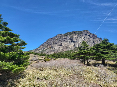 한라산에서 자생하는 구상나무