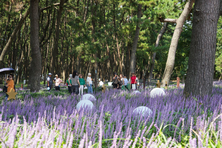 장항 맥문동 꽃 축제장을 찾은 관광객 모습