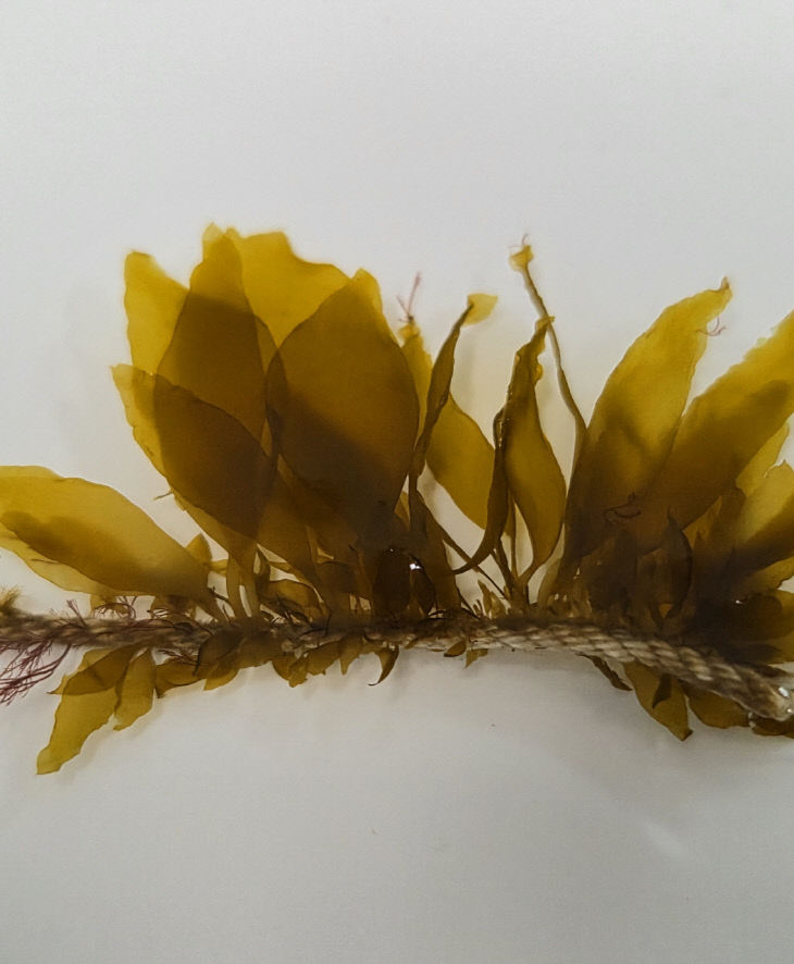 2-2.기장군이 자체 연구 생산한 ‘다시마 종자'