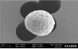 미크로나스테스 호모스페라 MHSC24의 확대 모습
