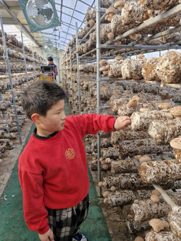 3. 겨울 표고버섯 농장에서 배우는 가족의 소중함