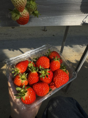 6-2. 몽골과 한국의 딸기, 자연과 기술의 맛 대결_