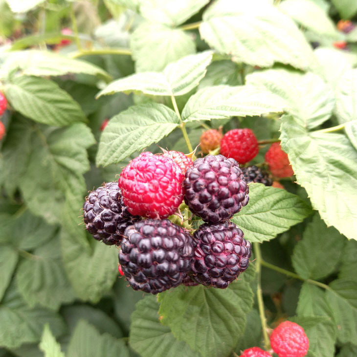 ‘다용도 기능성 첨가제‘ 특허등록(자료사진)