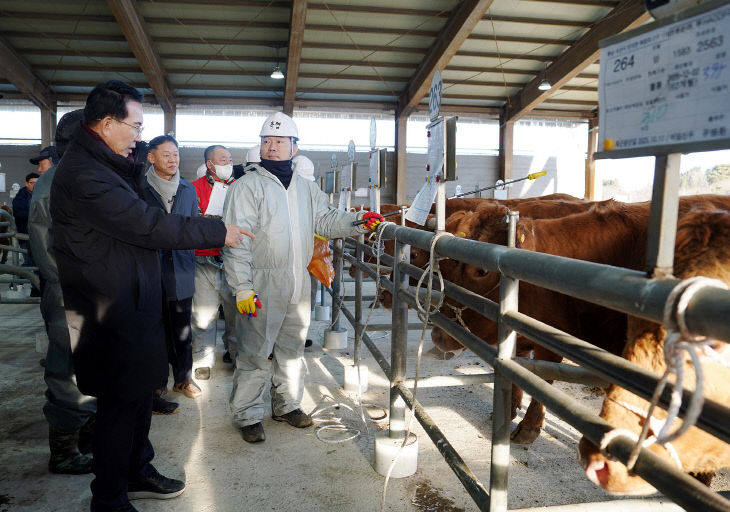1. 8일 음암면 상홍리 가축경매시장 모습1