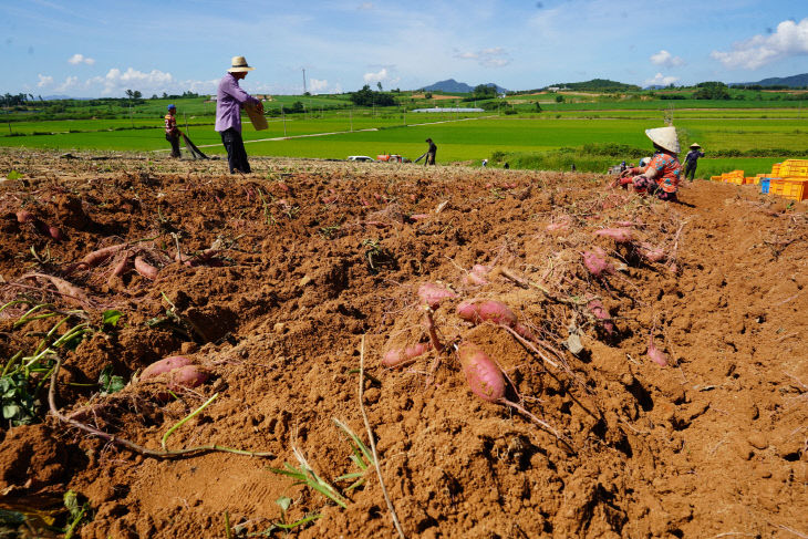 9-고구마수확 (3)