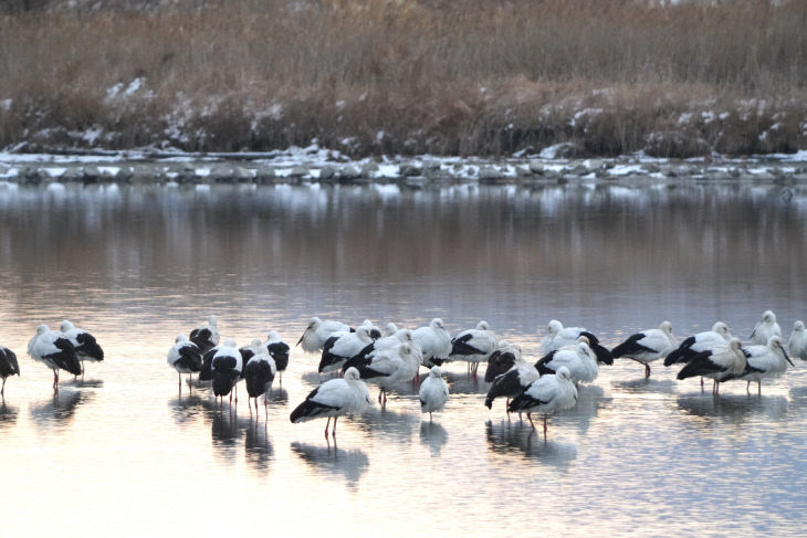 1-33 고창 해리천 황새-클로즈업