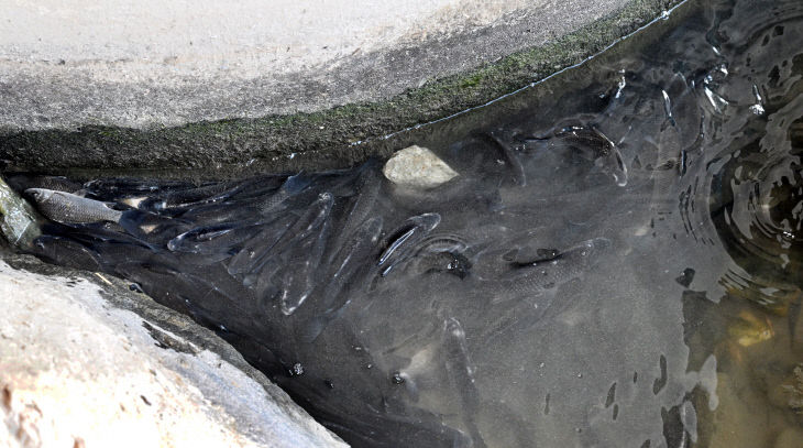 20260112-물고기 이상증세2