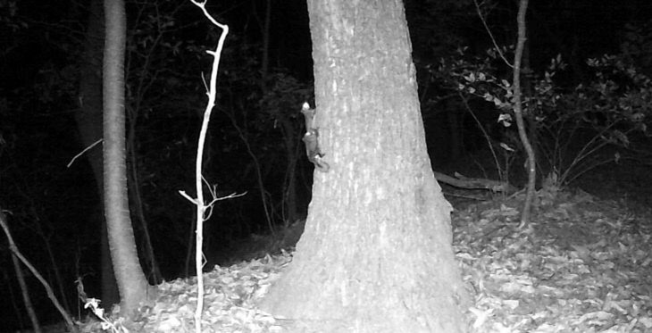 하늘다람쥐·담비 서식 확인