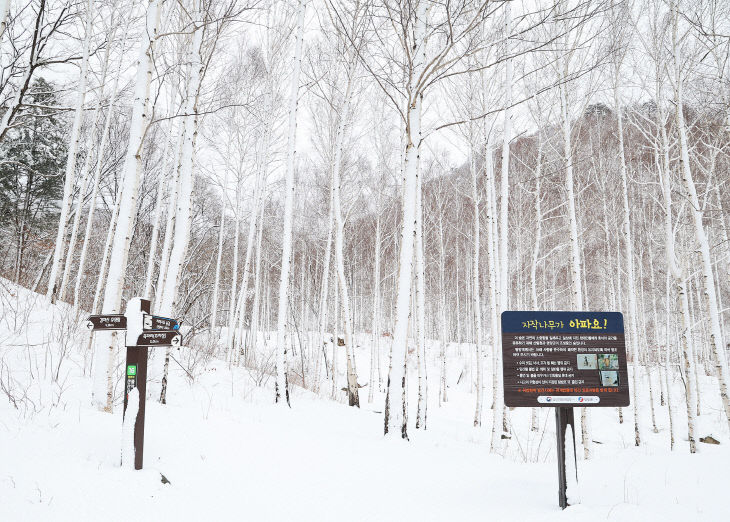 1-4 사진(이번 주말， 떠나보는 영양군 죽파리 자작나무숲)