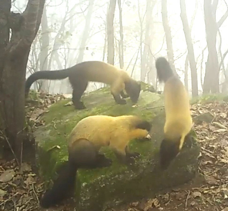 CCTV에 포착된 담비 개체군(2025년10월19일 촬영)