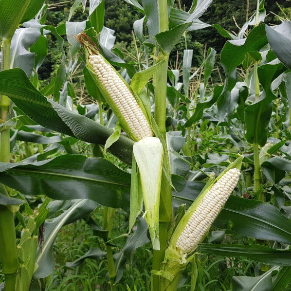 사진4)태양찰옥수수