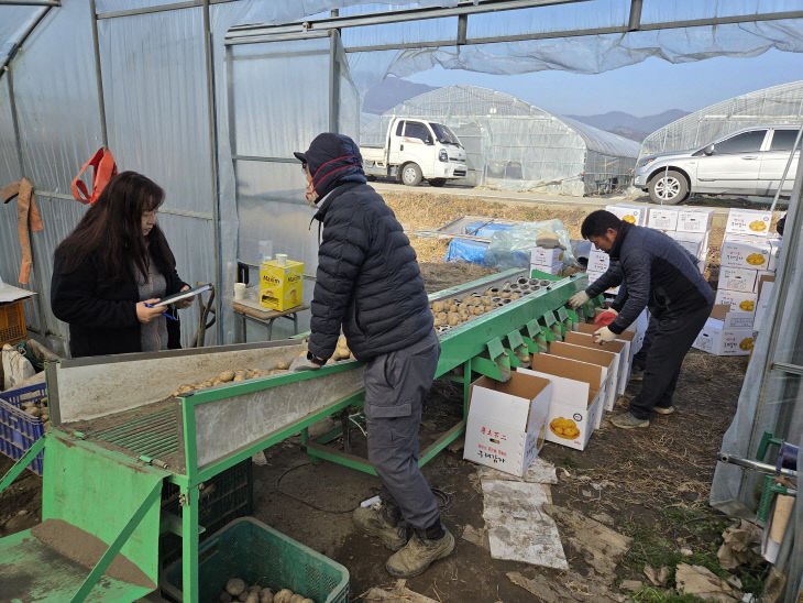 통일감자 수확 현장 컨설팅