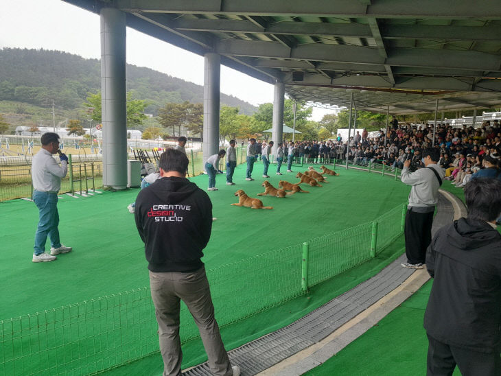 진도개 Dog 스포츠 공연