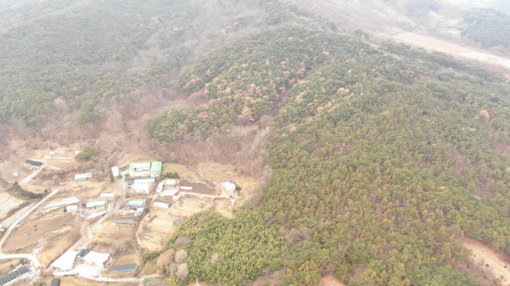 5.덕산면 소나무재선충병 발생현장