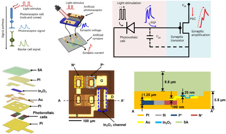 260120-024-(첨부) 부산대 심현석 교수 연구 이미지