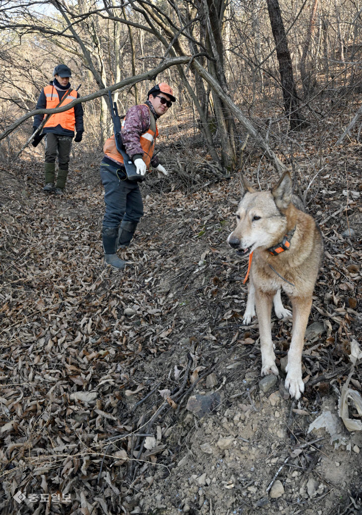 20260120-유해야생동물 피해방지단 활동