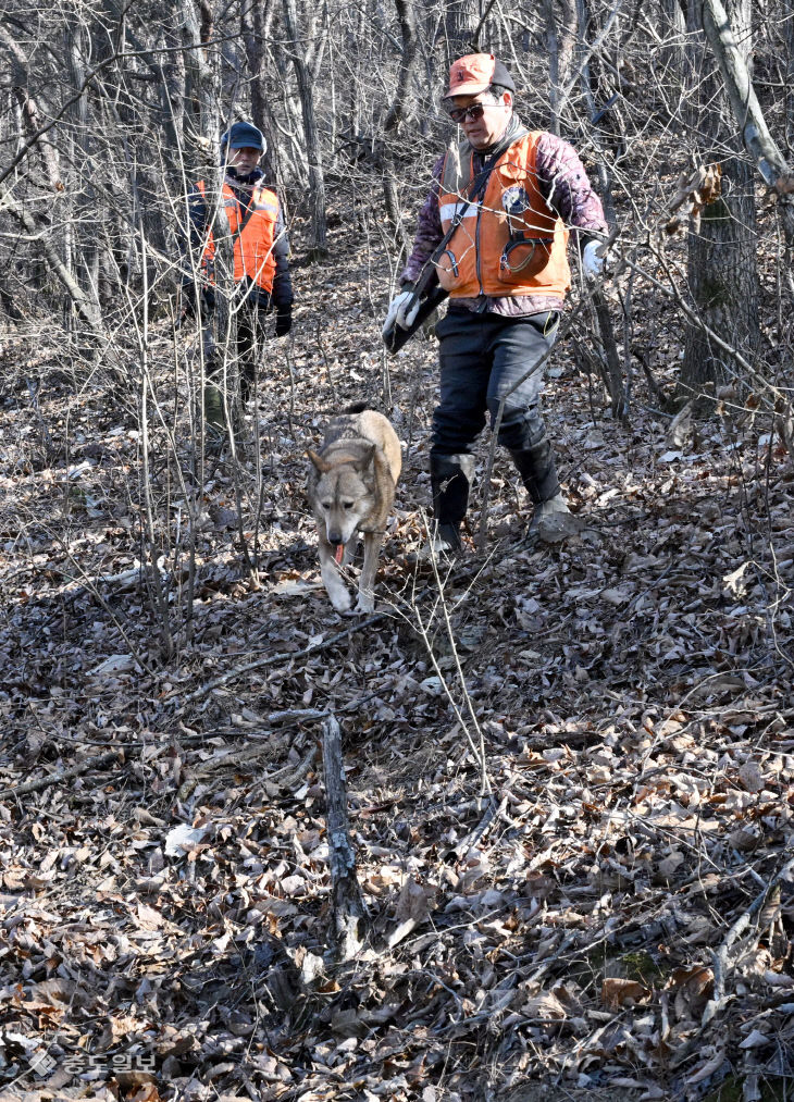 20260120-유해야생동물 피해방지단 활동3